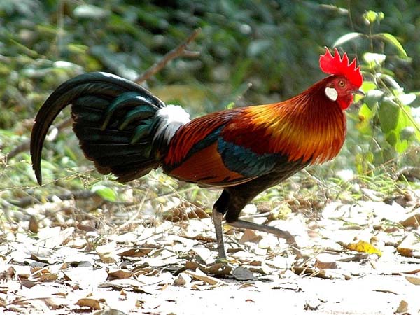 Red Junglefowl