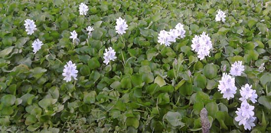 Water_Hyacinth