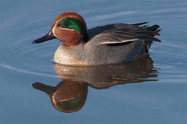 Common-Teal